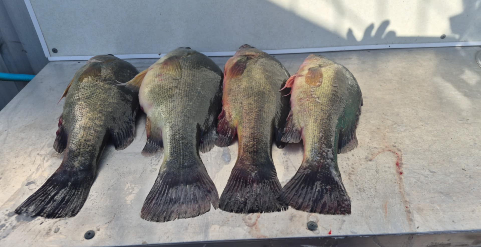 A nice local Yellow Belly catch. Image courtesy of Dennis Wolff.